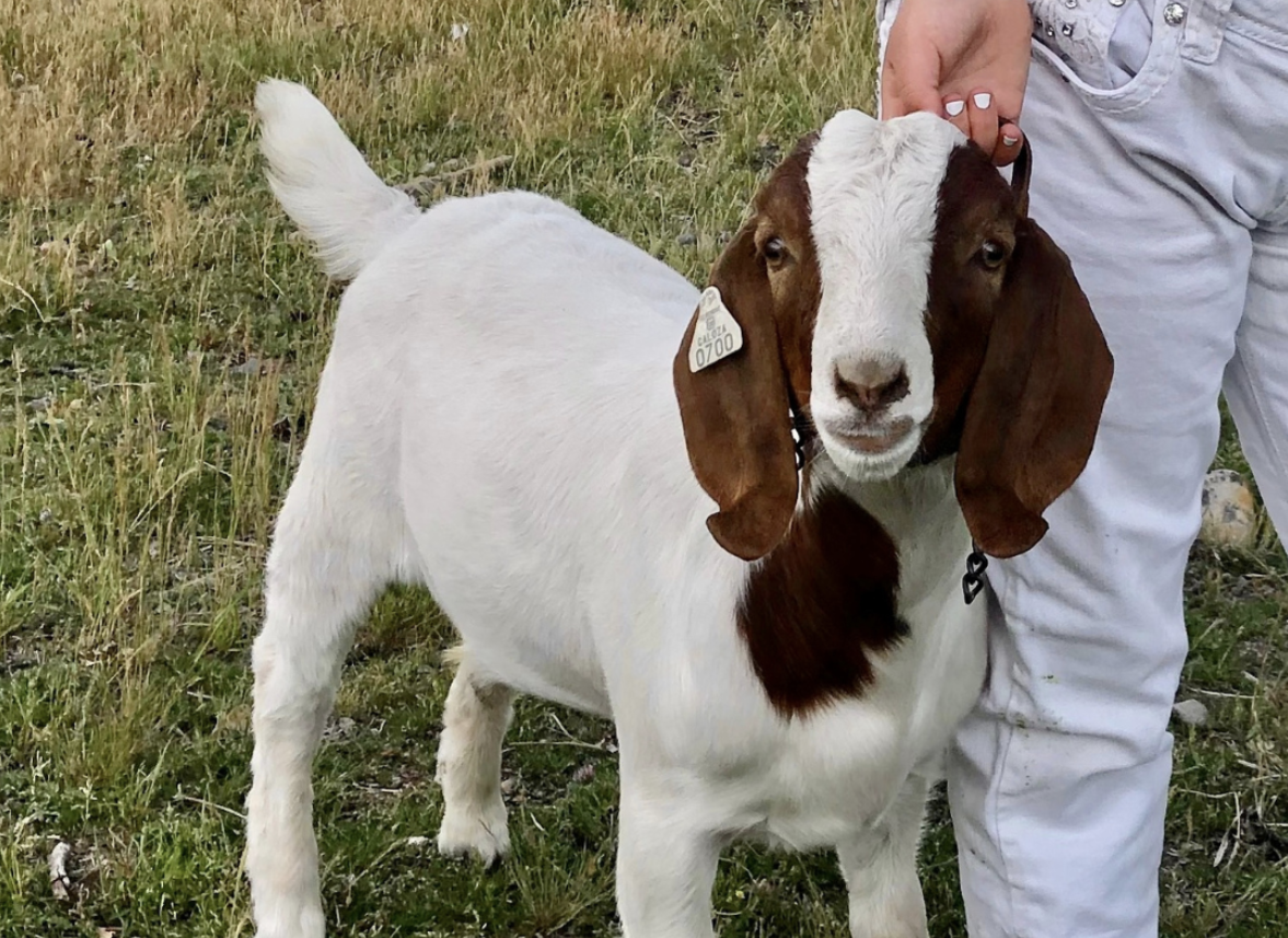 Before Peanut The Squirrel, California Deputies Seized And Barbecued A Pet Goat; 9-Year-Old Owner Wins 0K In Lawsuit