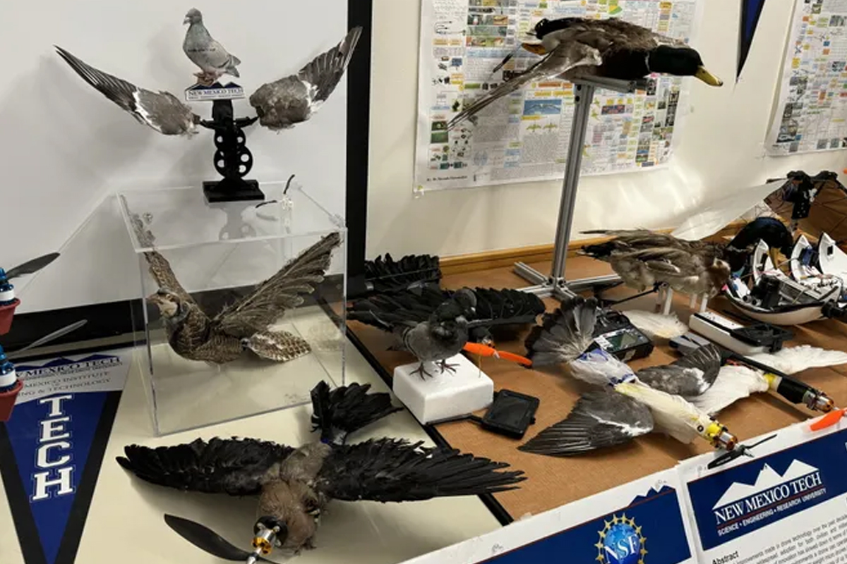 Here’s How US Researchers Are Turning Dead Birds Into Drones For Wildlife Research