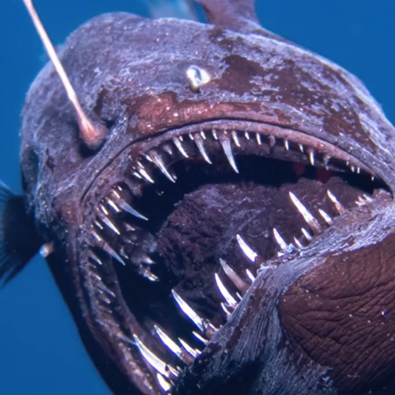 Fish Detailed Real Real Angler Fish Beachcombers Discover Rare, Deep Sea Anglerfish