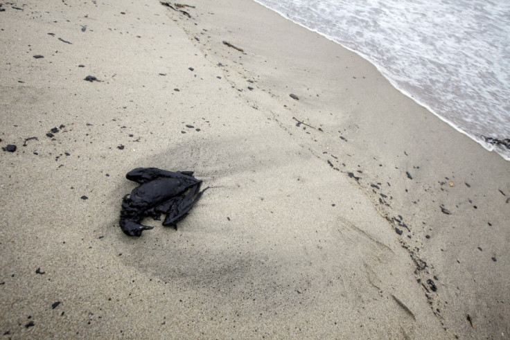 A dead seabird is seen on the shore as thick fuel-oil from the stricken container ship Rena fouls beaches at Papamoa