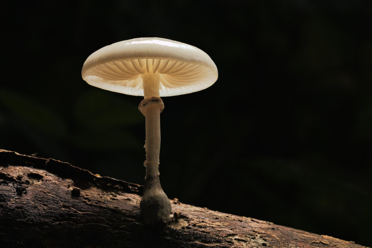 Mushroom