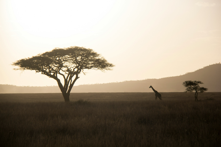 Africa Landscape
