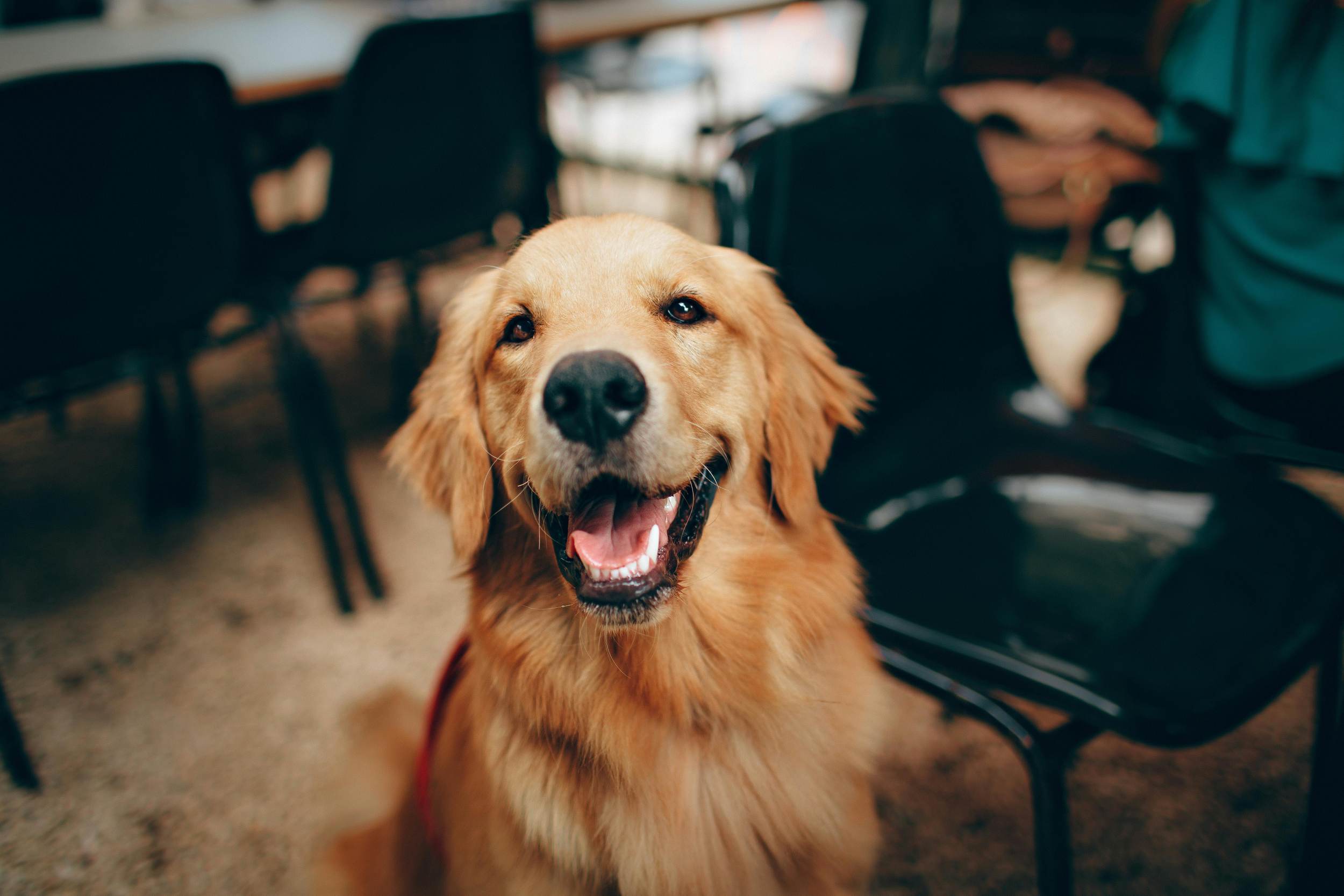 Food Trucks for Dogs Are on the Rise: 3 Brands Leading the Treat Truck Trend