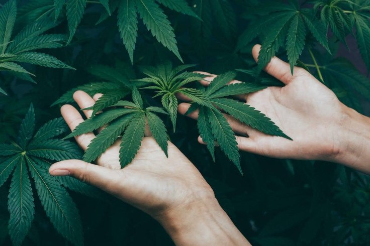 hemp