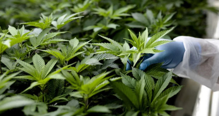 hemp