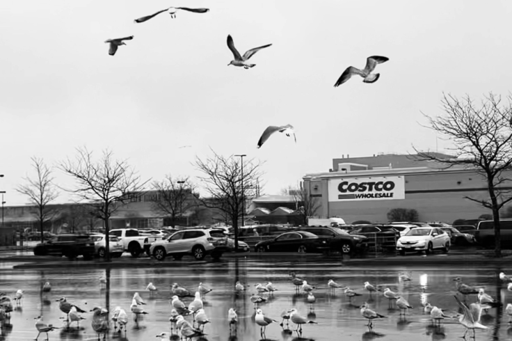 Sonoma Woman Sues Costco for £11.2M After Display Crash Causes