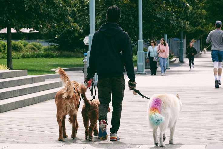dog-walking
