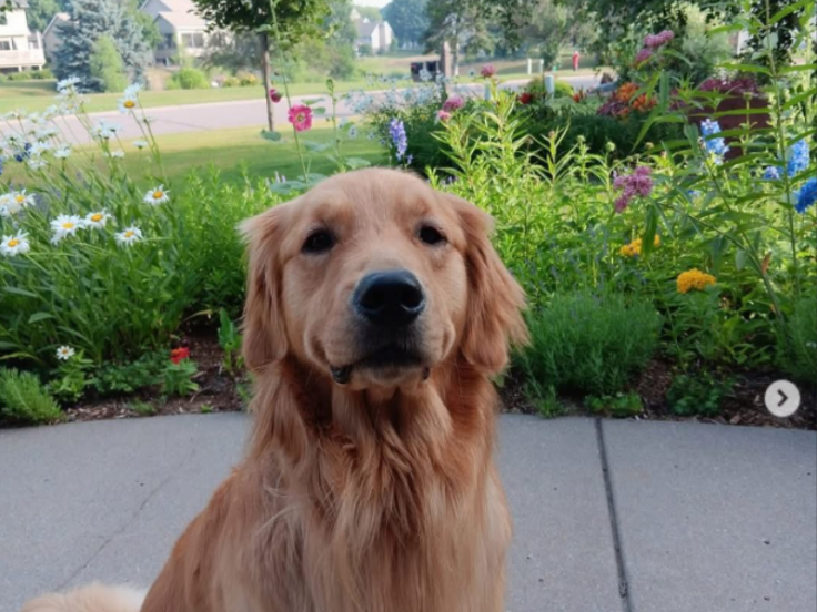Minnesota Mourns: Lawmaker’s Dog Gilbert Euthanised After Tragic Shooting!