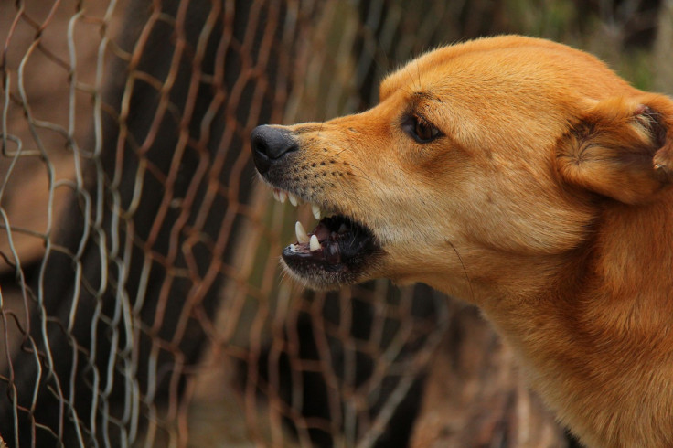Rabies, if untreated, can be fatal.