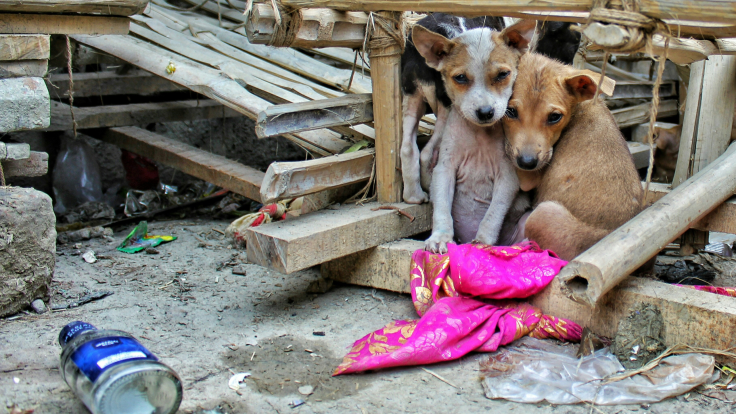 Stray Dogs