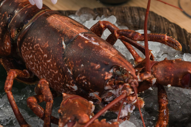 Lobster