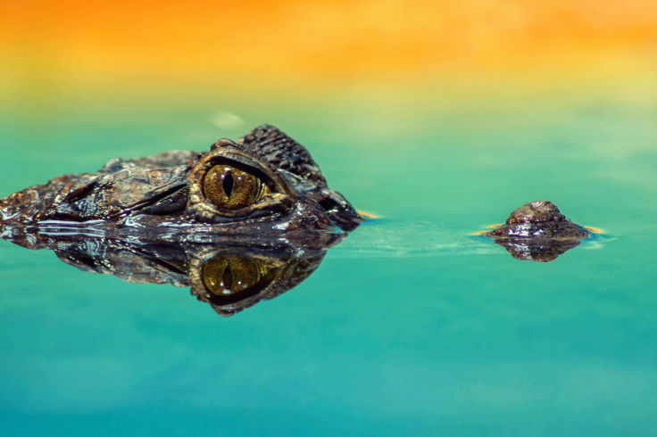 Alligator Alley