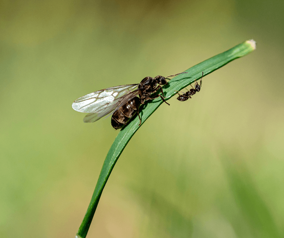 Winged Intruders: Why Flying Ants Take Over London—and Moths Haunt Manila's Monsoons