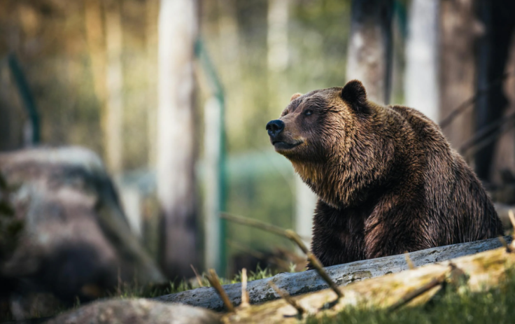 bear