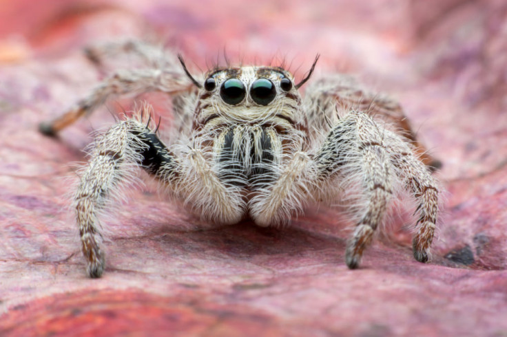 Tarantula Close-Up