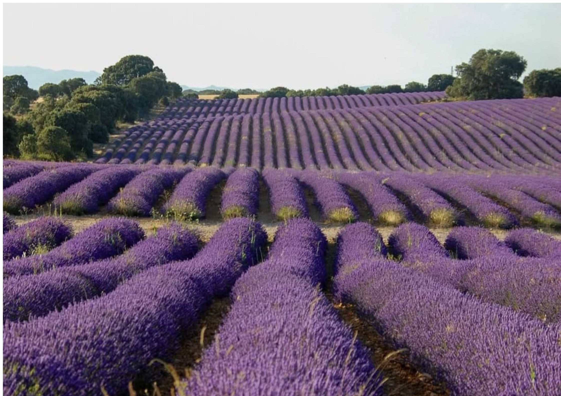 Please Don't Visit on Weekends': Spanish Lavender Town Asks Brits to Come Monday to Thursday Instead