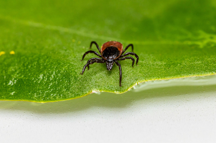 Deer tick on a leaf