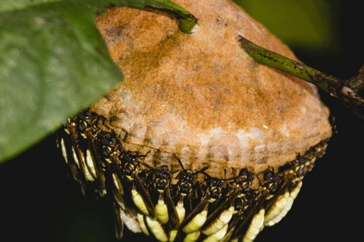 Radioactive wasp nest at Savannah River Site sparks leak fears.