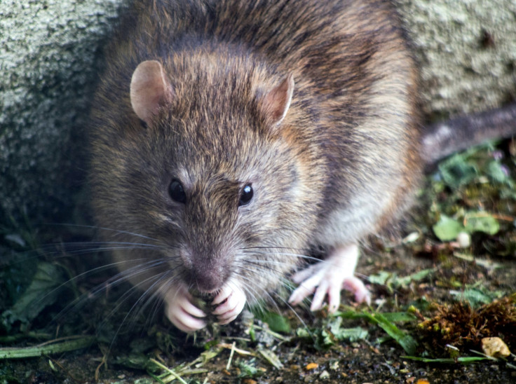 Giant Rats UK Crisis: How to Get Rid