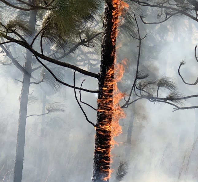 Wildfire smoke