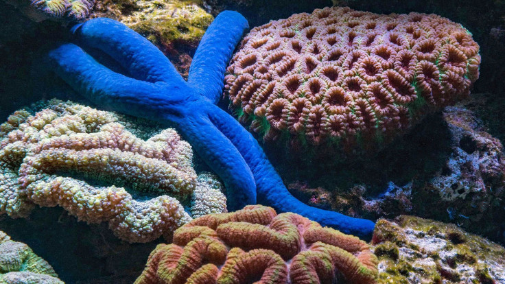 Starfish in the ocean