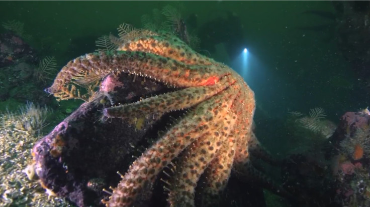 The dying starfish