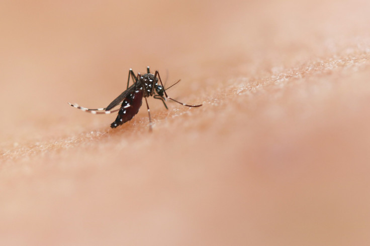 Chikungunya Virus' Rising Cases Prompt Measures Similar To COVID-19 Crisis