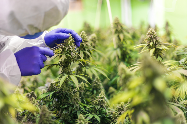 CBD farm
