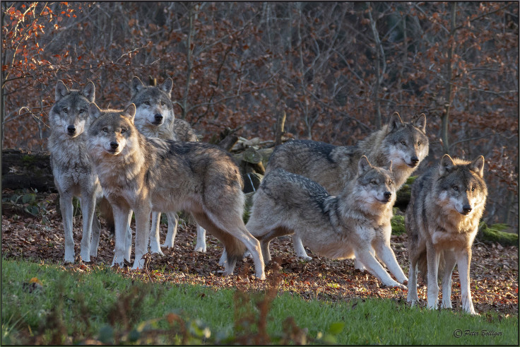 Grey Wolves