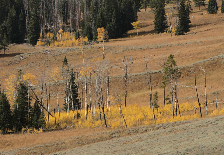 Aspen Saplings in Yellowstone National Park