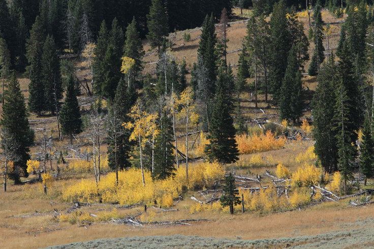 Aspen saplings in the Yellowstone National Park