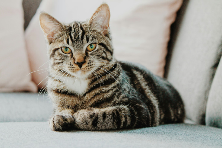 Cat god.