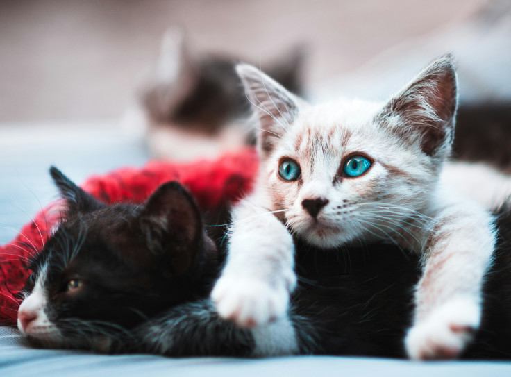 Cat love.