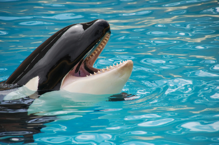 Viral video of orca trainer Jessica Radcliffe’s death sparks doubt