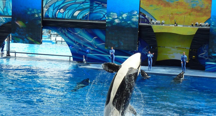 Real life Orca attack incident