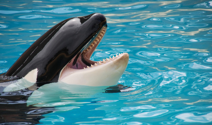 Real life Orca attacks