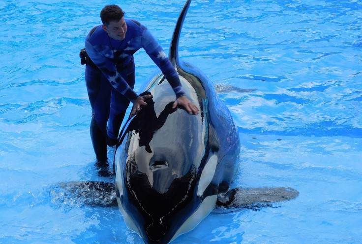 Real life Orca attack incidents