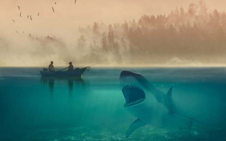Real life orca attacks