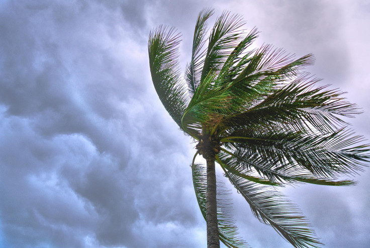 Coconut tree on a stormy weather