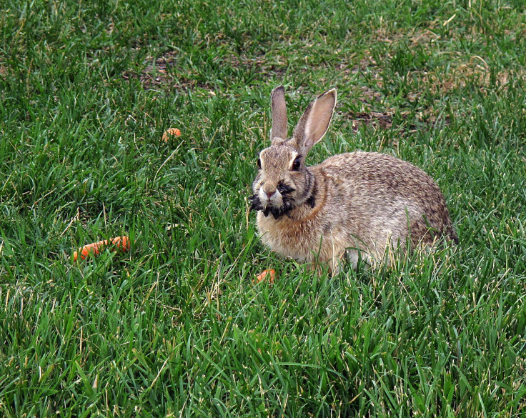 Rabbit with Shope papilloma virus