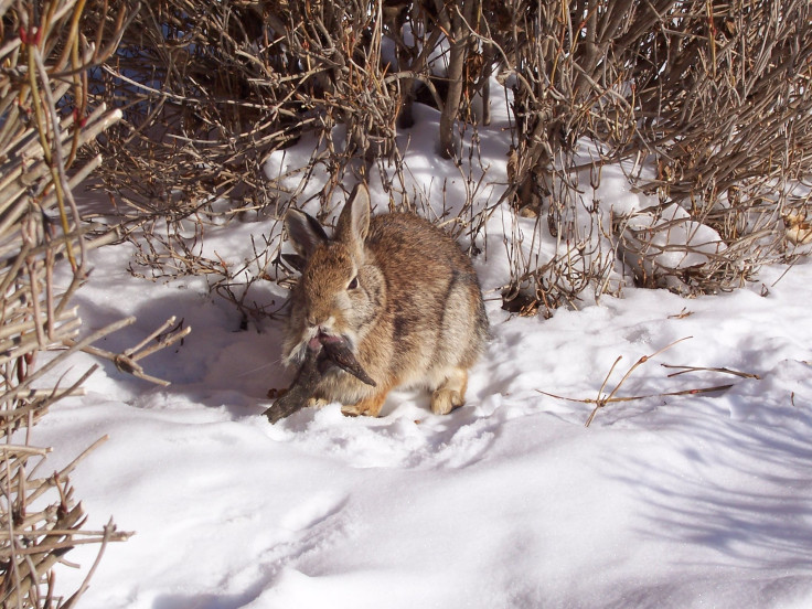 Rabbit with Shope papilloma virus