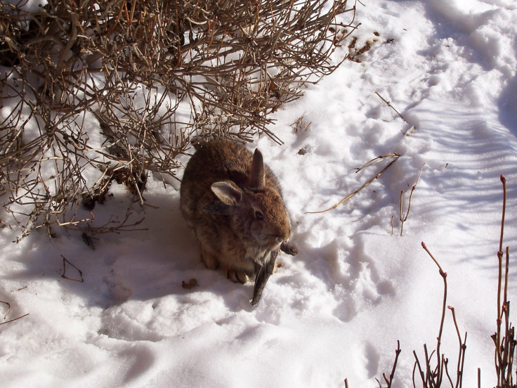 Rabbit with Shope papilloma virus