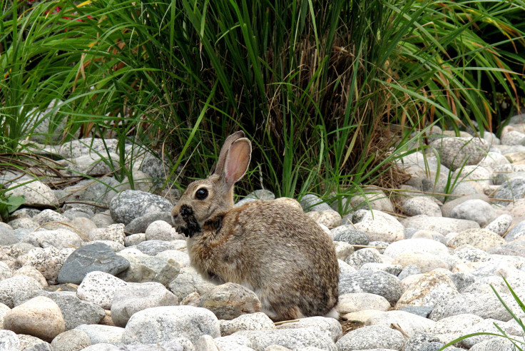 Rabbit with Shope papilloma virus