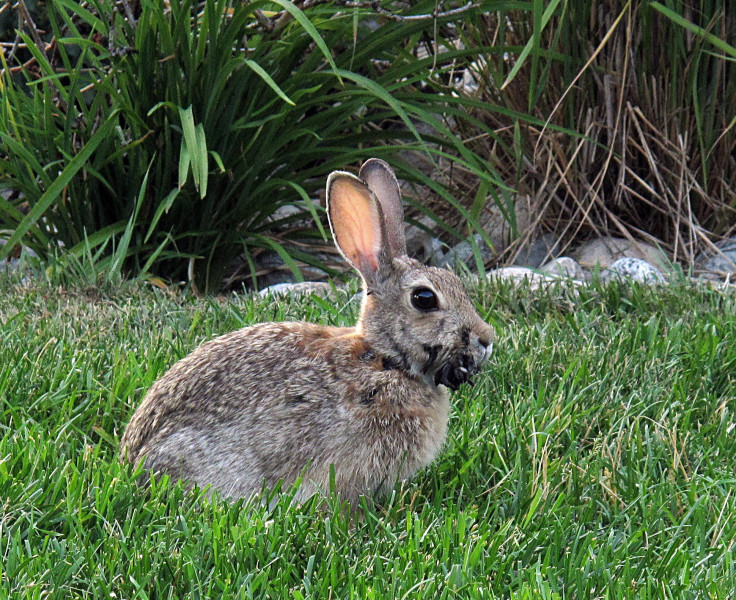 Rabbit with Shope papilloma virus