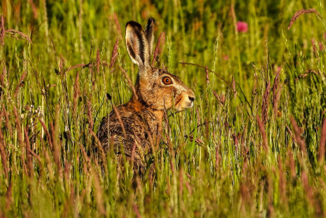 Wild rabbits with horns spotted in Colorado