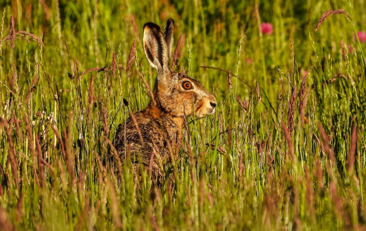 Wild rabbits with horns spotted in Colorado