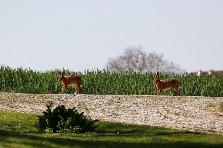 Wild rabbits running through fields