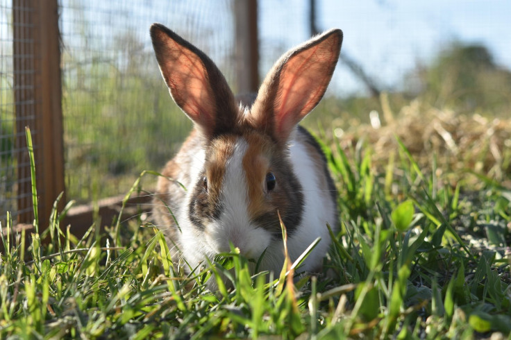A pet rabbit in captivity