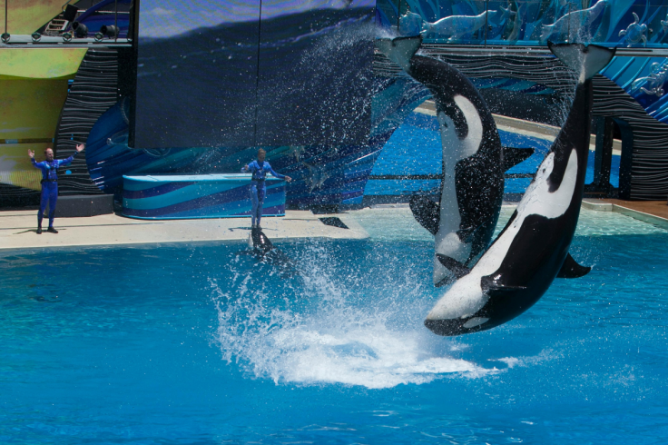 Jessica Radcliffe orca attack video is a fake AI hoax