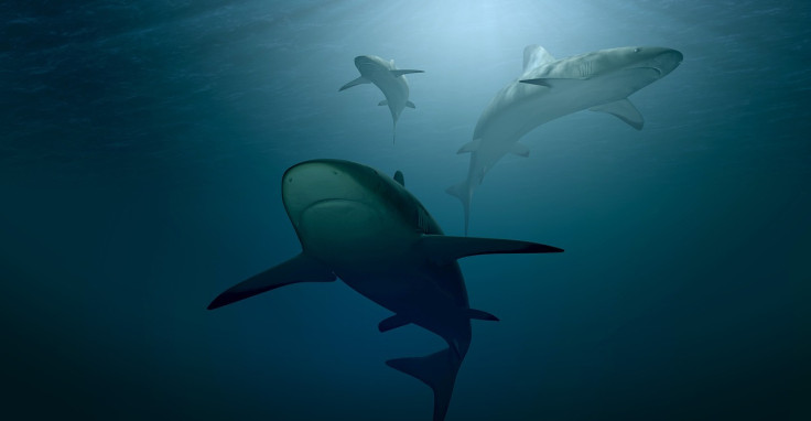 Australia is a haven for Great White Sharks